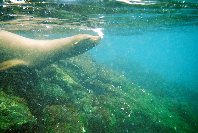 Underwater Lion